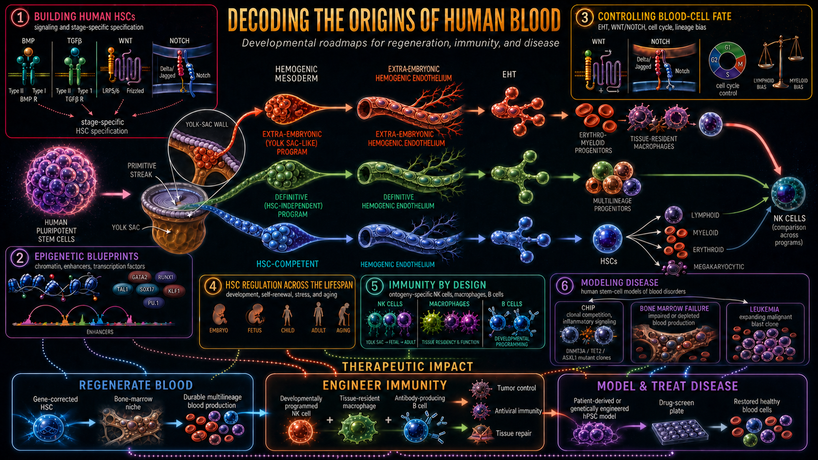 Graphical overview tracing human pluripotent stem cells through extra-embryonic, definitive, and HSC-competent blood-development programs to immune-cell engineering, blood regeneration, and disease modeling